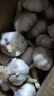 康田匯陜西2025干新鮮感大蒜現(xiàn)挖新蒜紫皮大蒜批發(fā)鮮蒜紅皮蒜干蒜 2-2.5斤單果40-50mm凈1.6斤 曬單實(shí)拍圖