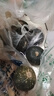 京覓山東正宗貝貝南瓜 凈重5斤裝 單果290g起 板栗香小南瓜源頭直發(fā) 曬單實(shí)拍圖