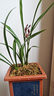 劉閣蘭花四季蘭花苗墨寶現(xiàn)帶花苞出售高檔四季蘭好養(yǎng)室內(nèi)花卉盆栽 3苗連體裸根帶花 曬單實拍圖