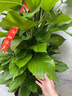 愛(ài)優(yōu)尚大葉綠蘿柱盆栽客廳大型綠植辦公室內除甲醛凈化空氣綠籮源頭直發(fā) 曬單實(shí)拍圖