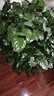 靜黛軒幸福樹(shù)客廳綠植高級感盆栽大型植物除甲醛室內好養高端大氣上檔次 幸福樹(shù)0.8-1m高（福字盆） 無(wú)規格 曬單實(shí)拍圖