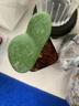 【愛(ài)你的形狀】心葉球蘭多肉植物辦公室內桌面綠植花卉盆栽送女友 心葉球蘭6片起 1盆 8.5cm塑料盆 帶盆栽好 曬單實(shí)拍圖