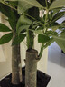 臨雅步步高發(fā)財樹(shù)三桿原生客廳大盆栽大型綠植喬遷新居辦公室開(kāi)業(yè)送禮 三桿步步高1.3-1.4米+白色菱形盆 曬單實(shí)拍圖