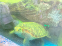 德瑞水族 龜糧烏龜飼料 巴西龜草龜飼料 鱷龜糧食 豬鼻龜飼料龜龜食物大粒 曬單實(shí)拍圖