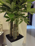 臨雅步步高發(fā)財樹(shù)三桿原生客廳大盆栽大型綠植喬遷新居辦公室開(kāi)業(yè)送禮 三桿步步高1.3-1.4米+白色菱形盆 曬單實(shí)拍圖
