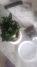 綠有意 綠植花卉辦公室客廳桌面盆栽擺件簡(jiǎn)約創(chuàng  )意網(wǎng)紅北歐綠植ins云朵盆 梔子花+甜甜圈PET樹(shù)脂盆+托盤(pán)+肥料 北歐風(fēng)格網(wǎng)紅綠植 曬單實(shí)拍圖