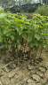 拐棗樹(shù)苗雞爪梨樹(shù)苗萬(wàn)壽果樹(shù)苗枳椇子蜜蜂蜜源水果苗盆栽地栽 兩年苗 曬單實(shí)拍圖