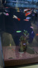 米家智能桌面魚(yú)缸小米生態(tài)魚(yú)缸小型智能專(zhuān)業(yè)背濾一體缸自循環(huán) 曬單實(shí)拍圖