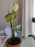 開(kāi)背龜背竹水培室內客廳綠植盆栽四季好養辦公室桌面水養植物花卉 精品龜背竹一顆（3-4片葉子） 整體（高50-60cm）（帶吊卡） 曬單實(shí)拍圖