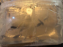 瑪麗魚(yú)胎生魚(yú)皮球月光魚(yú)小型魚(yú)活體熱帶觀(guān)賞魚(yú)米奇魚(yú)孔雀魚(yú)耐養 瑪麗魚(yú)20條含4條備損 曬單實(shí)拍圖