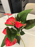 大號紅掌高30-40cm 鴻運當頭室內花盆栽客廳辦公室開(kāi)花類(lèi)四季好養 【玻璃儲水盆】白掌+紅掌 高45起 30-40cm 曬單實(shí)拍圖