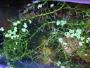 寵小俠純種孔雀魚(yú)觀(guān)賞魚(yú)好養耐活淡水小型魚(yú)熱帶魚(yú)鳳尾熱帶魚(yú)小魚(yú)苗 練手孔雀2-3cm60條（40送20備損 曬單實(shí)拍圖
