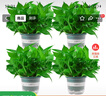 雙盟綠蘿盆栽除甲醛花卉綠植辦公室新房?jì)艋諝?80加侖4盆裝源頭直發(fā) 曬單實(shí)拍圖