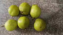 青櫻紅荔 云南呈貢寶珠梨 高山蜂糖梨子萬(wàn)溪梨鎮老樹(shù)香梨當季新鮮水果脆甜 3斤【中果5-6顆】嘗鮮裝 曬單實(shí)拍圖