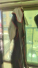 班尼路S&K2025夏季新款休閑褲男士寬松直筒薄款商務(wù)彈力青年百搭褲子 深灰色 40 曬單實(shí)拍圖