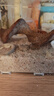 Barbarous Growth天然蟹沙寄居蟹專用沙砂菲律賓珊瑚沙貝殼砂魚缸造景底沙白海細(xì)沙 5袋裝（約2500g） 曬單實(shí)拍圖