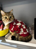 慧寵兒貓咪衣服冬天毛衣貓貓布偶漸層保暖寵物冬季秋冬裝小貓防掉毛秋裝 刺繡櫻桃毛衣-紅色 XS：胸圍29cm【建議2-3斤】 曬單實(shí)拍圖