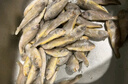 冰鮮部族小黃魚(yú) 新鮮冷凍海鮮深海黃花魚(yú) 活魚(yú)速凍燒烤食材 【新鮮海捕】深海小黃魚(yú)4斤凈重 曬單實(shí)拍圖