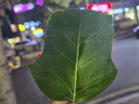 飛利浦（PHILIPS）電動(dòng)剃須刀經(jīng)典3系 干濕雙剃刮胡刀 配彈出式鬢角修剪器 生日禮物送男友送老公  曬單實(shí)拍圖