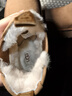 UGG秋季女士休閑舒適純色厚底雪地靴煙囪時尚切爾西短靴 1134526 CHE | 栗色 39 39碼及以上建議正碼正拍 曬單實拍圖