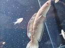 吉品鴻 通用金魚(yú)糧觀(guān)賞魚(yú)飼料冷水魚(yú)池塘魚(yú)食 0.1CM小顆粒600克好禮 曬單實(shí)拍圖