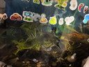 瘋狂水草免種植魚缸水草植物直接入缸小九冠水草鹿角茸水羅蘭源頭直發(fā)包郵 曬單實拍圖