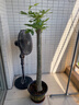 臨雅大型綠植物盆栽辦公室內客廳發(fā)財金錢(qián)樹(shù)天堂鳥(niǎo)開(kāi)業(yè)喬遷送禮吸甲醛 獨桿款發(fā)財樹(shù)1.2-1.3米+福字盆 曬單實(shí)拍圖