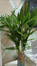 瑤草奇花富貴竹水培植物客廳招財辦公室內好養綠植盆栽觀(guān)音竹轉運竹發(fā)財竹 【熱銷(xiāo)】10棵富貴小竹65-80cm+送養料 曬單實(shí)拍圖