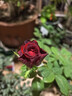 開(kāi)時(shí)果 月季玫瑰花苗帶花苞發(fā)貨 四季開(kāi)花特大花卉綠植物薔薇花陽(yáng)臺盆栽 中國紅【130杯#帶花苞】 1盆（開(kāi)花 包對版） 曬單實(shí)拍圖