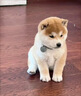 時(shí)染柴犬 柴犬幼犬純種狗寵物狗 純種柴犬 幼寵物活體活物 血統級 母 曬單實(shí)拍圖