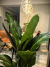 綠巨人室內盆栽 大葉植物 大型客廳陽(yáng)臺凈空氣除甲醛易養活綠植 綠巨人高70-80CM含原盆 含盆 曬單實(shí)拍圖