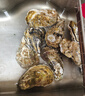貝司令 鮮活乳山生態(tài)生蠔3XL 凈重4斤 10-15只 生鮮源頭直發(fā) 曬單實(shí)拍圖