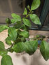 香水檸檬樹(shù)帶花盆栽水果可食用樹(shù)苗綠植濃香客廳室內陽(yáng)臺四季好養 香水檸檬原土 曬單實(shí)拍圖