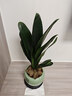 開(kāi)時(shí)果 四季君子蘭盆栽桌面盆景 好養植物精品名貴花卉綠植源頭直發(fā)包郵 君子蘭（綠色福字盆+苔蘚+底托） 曬單實(shí)拍圖