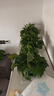 雙盟綠蘿盆栽除甲醛花卉綠植辦公室新房?jì)艋諝?80托盤(pán)4盆裝源頭直發(fā) 曬單實(shí)拍圖