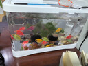 天使魚(yú)活體群游魚(yú)觀(guān)賞魚(yú)淡水斑馬魚(yú)孔雀魚(yú)七彩色金魚(yú)好養新手魚(yú) 20條6色隨機3.2-4.5厘米 曬單實(shí)拍圖