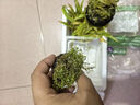 瘋狂水草（FKSC）魚(yú)缸水草真水草凈化底部水草坨草水榕皇冠草趴地矮珍珠直接入缸 趴地矮珍珠坨草【帶水草泥】 曬單實(shí)拍圖