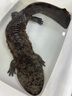 螢舞 娃娃魚(yú)鮮活 人工養殖可食用活體大鯢觀(guān)賞魚(yú)產(chǎn)地直發(fā)淡水魚(yú)生鮮 鮮活娃娃魚(yú)5斤一條 曬單實(shí)拍圖