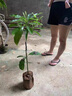 牛油果新品桂墾大3號牛油果大果牛油果南方陽(yáng)臺庭院盆栽地栽樹(shù)苗 哈斯牛油果 (帶土帶葉發(fā)貨) 嫁接兩年苗 曬單實(shí)拍圖