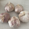 康田匯 陜西2025干新鮮感大蒜現挖新蒜紫皮大蒜批發(fā)鮮蒜紅皮蒜干蒜 2-2.5斤單果4CMM-5CMM凈1.6斤 曬單實(shí)拍圖
