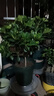 意軒 【帶花苞】陽(yáng)臺室內盆栽花卉梔子花樹(shù)苗大葉綠植四季開(kāi)花枝子花 獨桿梔子花4年苗【帶花苞】 不含盆 曬單實(shí)拍圖