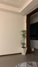 植男植女南天竹盆栽客廳大型綠植辦公室內老樁火焰南天竹吸除甲醛源頭直發(fā) 曬單實(shí)拍圖