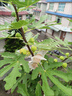 無(wú)花果樹(shù)果苗特大果波姬紅帶果矮化盆栽四季結果南北方陽(yáng)臺可種植 芭勞奈品種-5年苗【當年結果】 曬單實(shí)拍圖