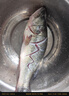 鮮活沖浪河鱸魚(yú)400-500g/條 曬單實(shí)拍圖