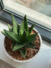 花翁盆栽室內凈化空氣花卉綠植仙人掌多肉大號蘆薈（簡(jiǎn)易盆）源頭直發(fā) 曬單實(shí)拍圖