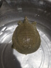 運河甲魚(yú)新鮮活體外塘生態(tài)三年以上散養老鱉生鮮團魚(yú)淡水魚(yú)可宰殺 甲魚(yú)650-750g/只【鮮活發(fā)貨】 曬單實(shí)拍圖