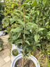桂花樹(shù)苗盆栽室內四季桂花卉植物金桂丹桂庭院大樹(shù)濃香型綠植開(kāi)花 【四季桂】粗1.5cm 高1-1.2米土球發(fā)貨 曬單實(shí)拍圖