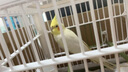 蔻絲鳥(niǎo)籠鸚鵡籠大號家用防濺八哥畫(huà)眉豪華別墅玄鳳虎皮牡丹專(zhuān)用籠子 曬單實(shí)拍圖
