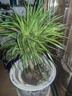 春花妙意大型綠植多頭龍血樹(shù)龍鐵樹(shù)室內客廳盆栽花卉植物辦公室盆景常青 多頭龍須60-70厘米高4-6頭 不含盆 曬單實(shí)拍圖
