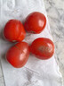 新鮮千禧圣女果小番茄現摘現發(fā)多汁水果適合孕婦食用 5斤 曬單實(shí)拍圖